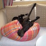 schwarzer Whippet entspannt sich