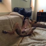 Schlafender Whippet