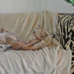 Schlafender Whippet