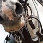 Polopony beim Düsseldorfer High Goal Cup 2017