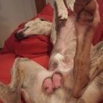 Genitals Exposed