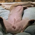 Genitals Exposed