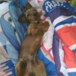 kleiner Terrier schläft im Bett