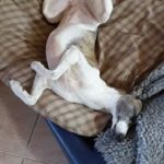 Whippet im Tiefschlaf