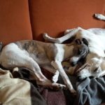 Whippets und Greyhound kuschlen