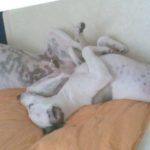 Synchronschlaf zweier Whippets
