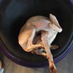 Whippet im Yoga-Modus