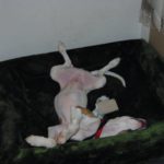 ein entspannter Whippet Welpe