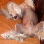 Chinese Crested eposed