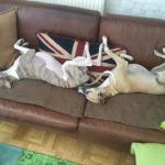 Sofa-Besetzer