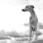 Danny macht sich gut vor den dramatischen Wolken.