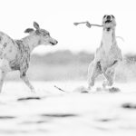 Whippets lieben den tiefen Sand