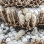 Ein Nest asiatischer Hornissen von innen