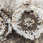 Ein Nest asiatischer Hornissen von innen