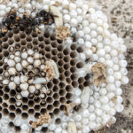 Ein Nest asiatischer Hornissen von innen
