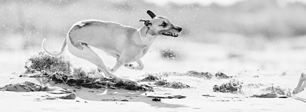 Mono am Strand