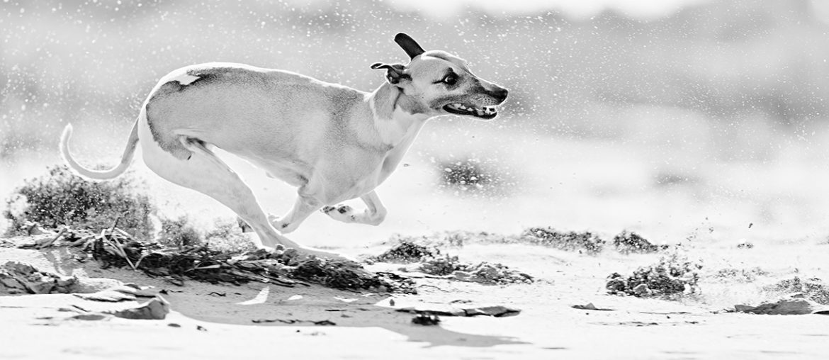 Mono am Strand