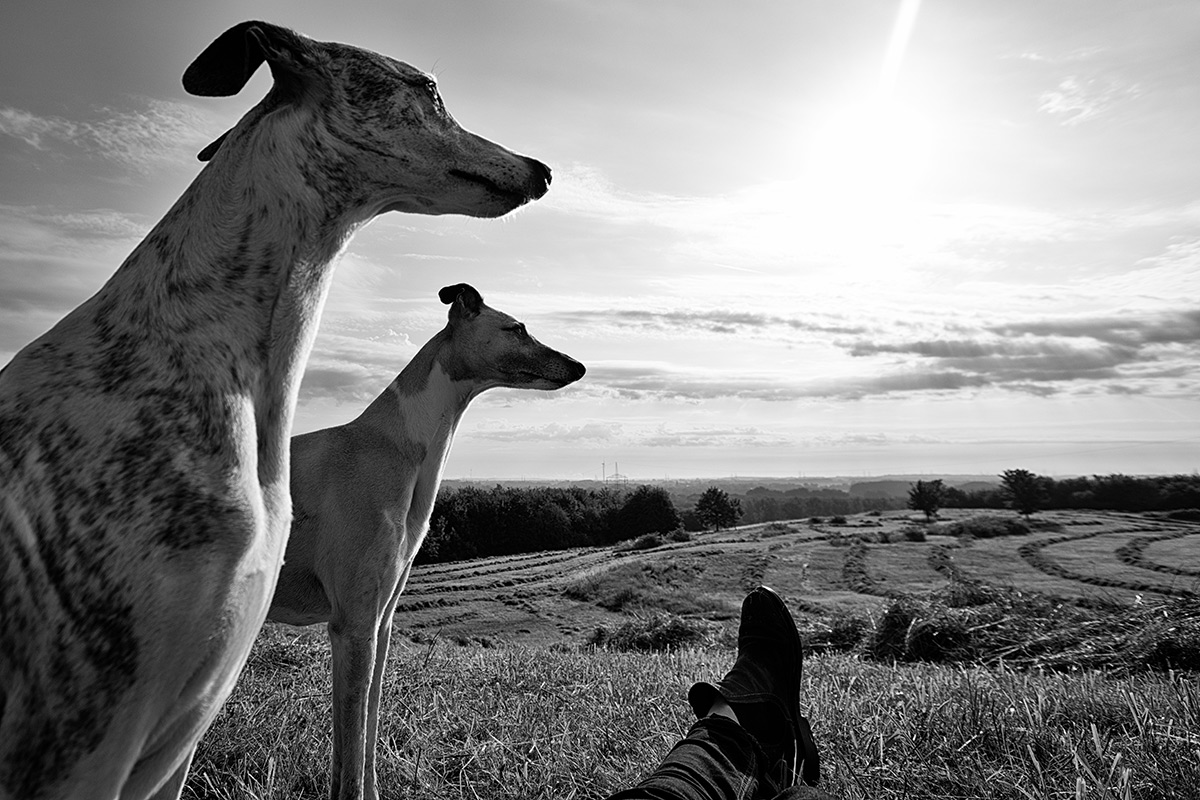 Ich und meine Whippets auf unserer Lieblingshalde