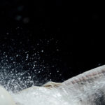 Ein weißes Pony unter der Dusche
