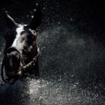 Polo Pony Marengo genießt die Dusche