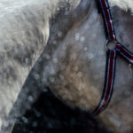 Beim Rhein Polo Club Düsseldorf