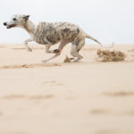 Danny am Strand