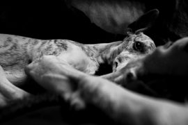 Wecke die schlafenden Hunde – Schwarz-Weiß ist das andere Bunt