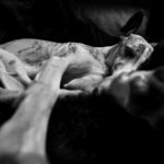 Wecke die schlafenden Hunde - Canon EOS 1D X Mark II, Canon EF 16-35mm 1:2,8L III USM