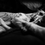 Wecke die schlafenden Hunde - Canon EOS 1D X Mark II, Canon EF 16-35mm 1:2,8L III USM
