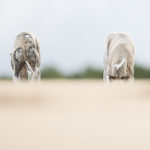Mono und Danny durchforsten den Sand