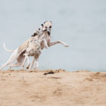 Sand ist wie Doping für Whippets