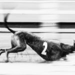 Ein Whippet bei der EM-Revanche 2017 in Gelsenkirchen