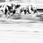 Whippets auf der Sandbahn in Gelsenkirchen