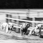 EM-Revanche 2017 in Gelsenkirchen