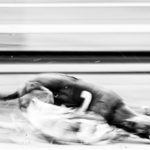 Whippet am Hasen