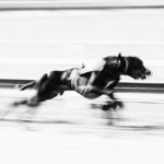 Ein Whippet bei der EM-Revanche 2017 in Gelsenkirchen
