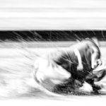 Ein Whippet am Hasen bei der EM-Revanche 2017 in Gelsenkirchen