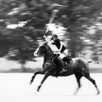 Die Polo-Ponys sind wie Whippets: Drahtig, schnell und wendig