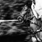 Polo Pony im Match