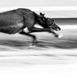 Wecke die schlafenden Hunde