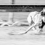 Wecke die schlafenden Hunde!