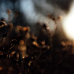 Herbstlicht