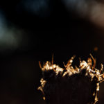 Herbstlicht