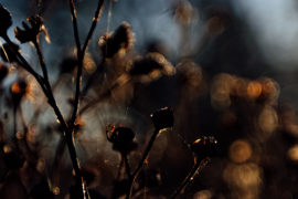 Herbstlicht – Unkraut aus fernen Galaxien