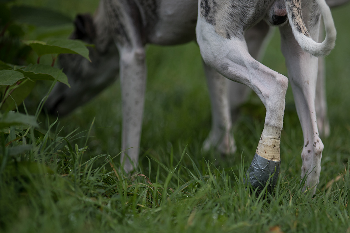 Ein kleiner Verband haut einen Whippet nicht um. 