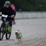 Es soll auch sportliche French Bulldogs geben