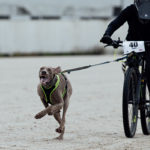 Mit Helm und Weimaraner.