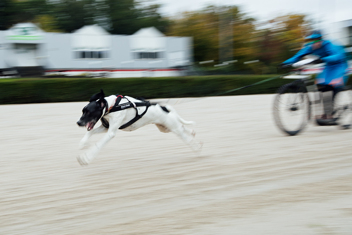 Der Strong-Dog-Biathlon wurde veranstaltet von dem Zughundezentrum Oberland „Der Hundling“ und dem Magazin "dog & sport", Hausponsor ist die Agila