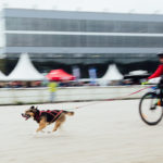 Kleiner Hund mit viel Power