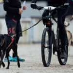 Schöner Hund! Am Start zum 2400 Meter langen Bikejöring.